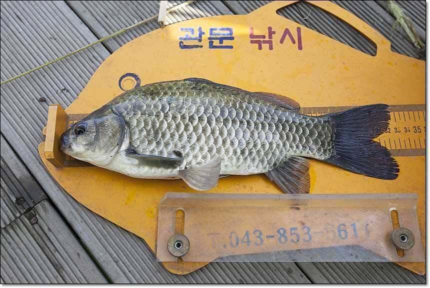 솔 395 cm신매 월척 (조황조행기 - 특파원조황)