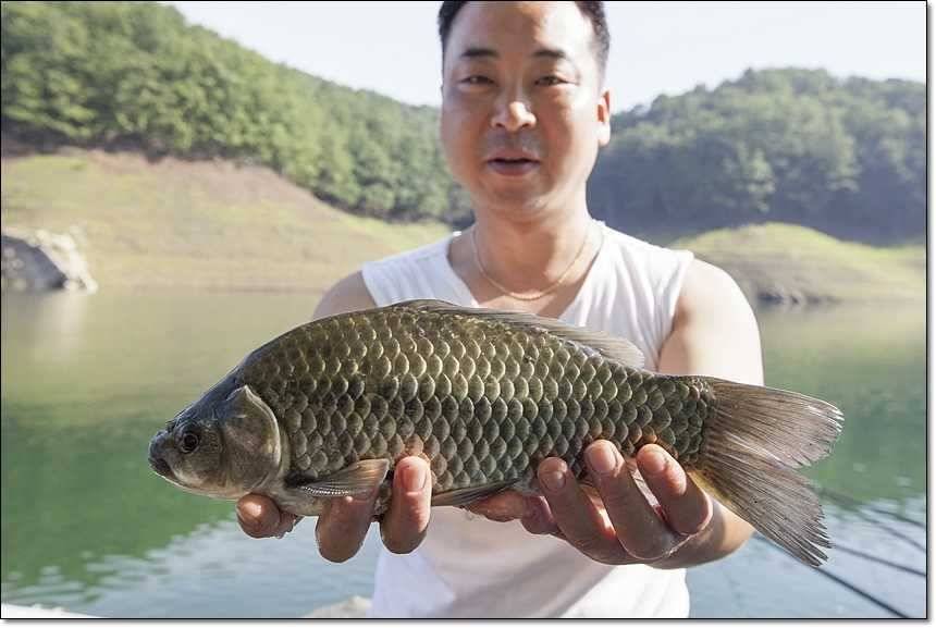 솔 395 cm신매 월척 (조황조행기 - 특파원조황)