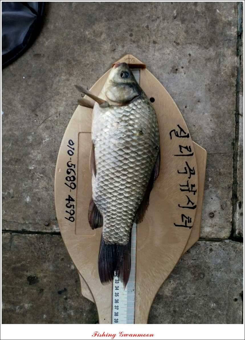 한버들병호실리곡화곡지달천강 조황 (조황조행기 - 특파원조황)