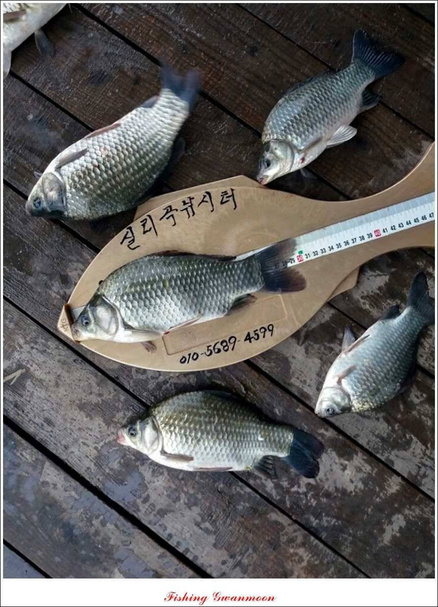 한버들병호실리곡화곡지달천강 조황 (조황조행기 - 특파원조황)