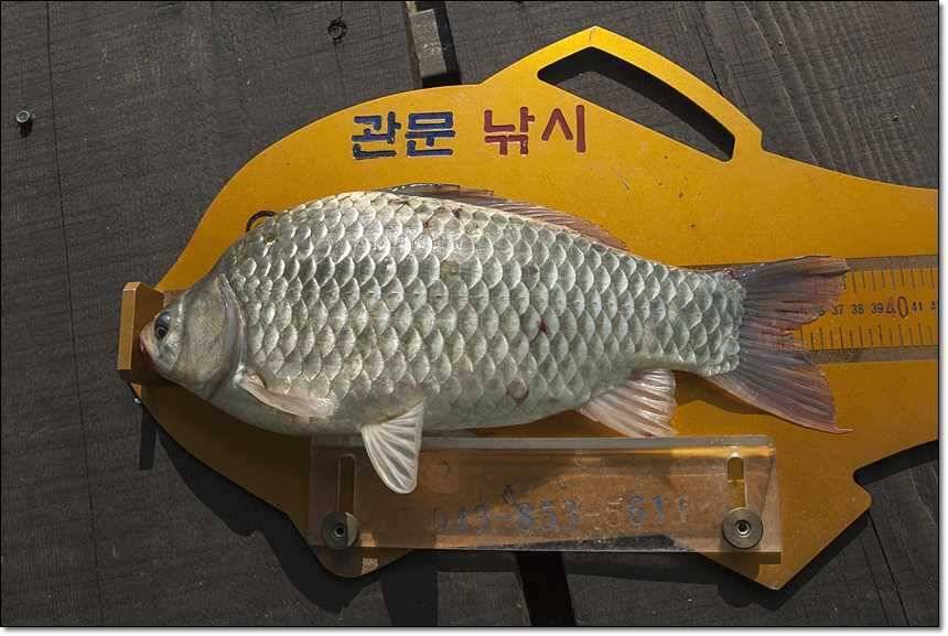 한버들 사짜늘푸른 장어 (조황조행기 - 특파원조황)