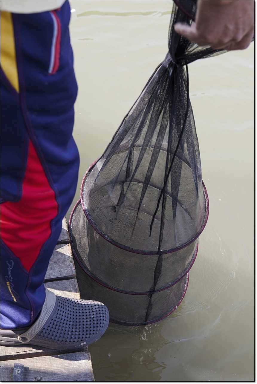 한버들 사짜늘푸른 장어 (조황조행기 - 특파원조황)