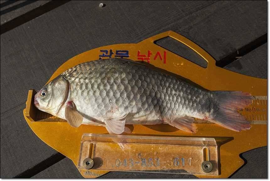 한버들 사짜늘푸른 장어 (조황조행기 - 특파원조황)