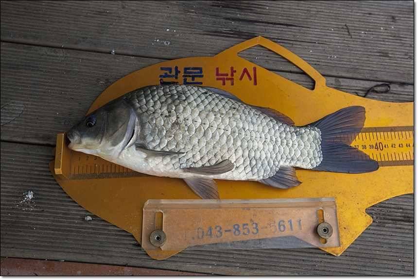 솔 395 cm신매 월척 (조황조행기 - 특파원조황)