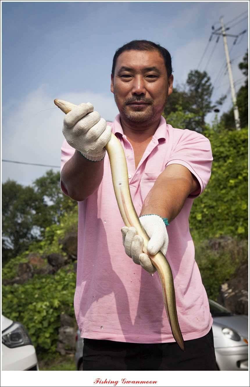 신매늘푸른 돌감한버들 조황 (조황조행기 - 특파원조황)
