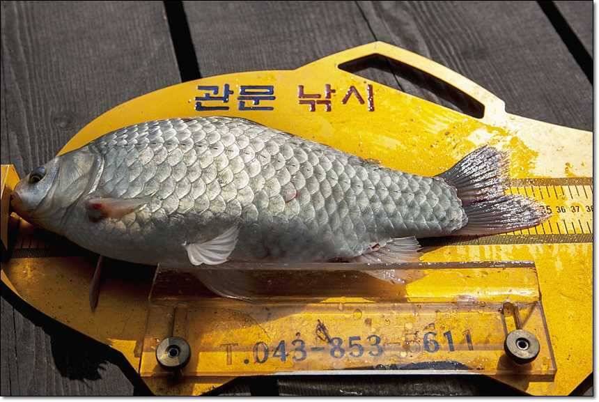한버들 사짜늘푸른 장어 (조황조행기 - 특파원조황)