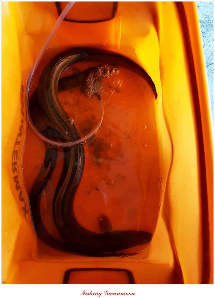신매늘푸른 돌감한버들 조황 (조황조행기 - 특파원조황)