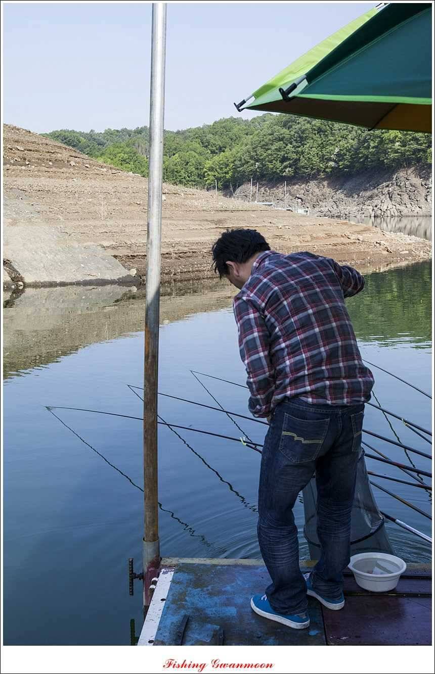 충주호 노지 435 cm한버들 월척병호 월척화곡지 월척들 (조황조행기 - 특파원조황)