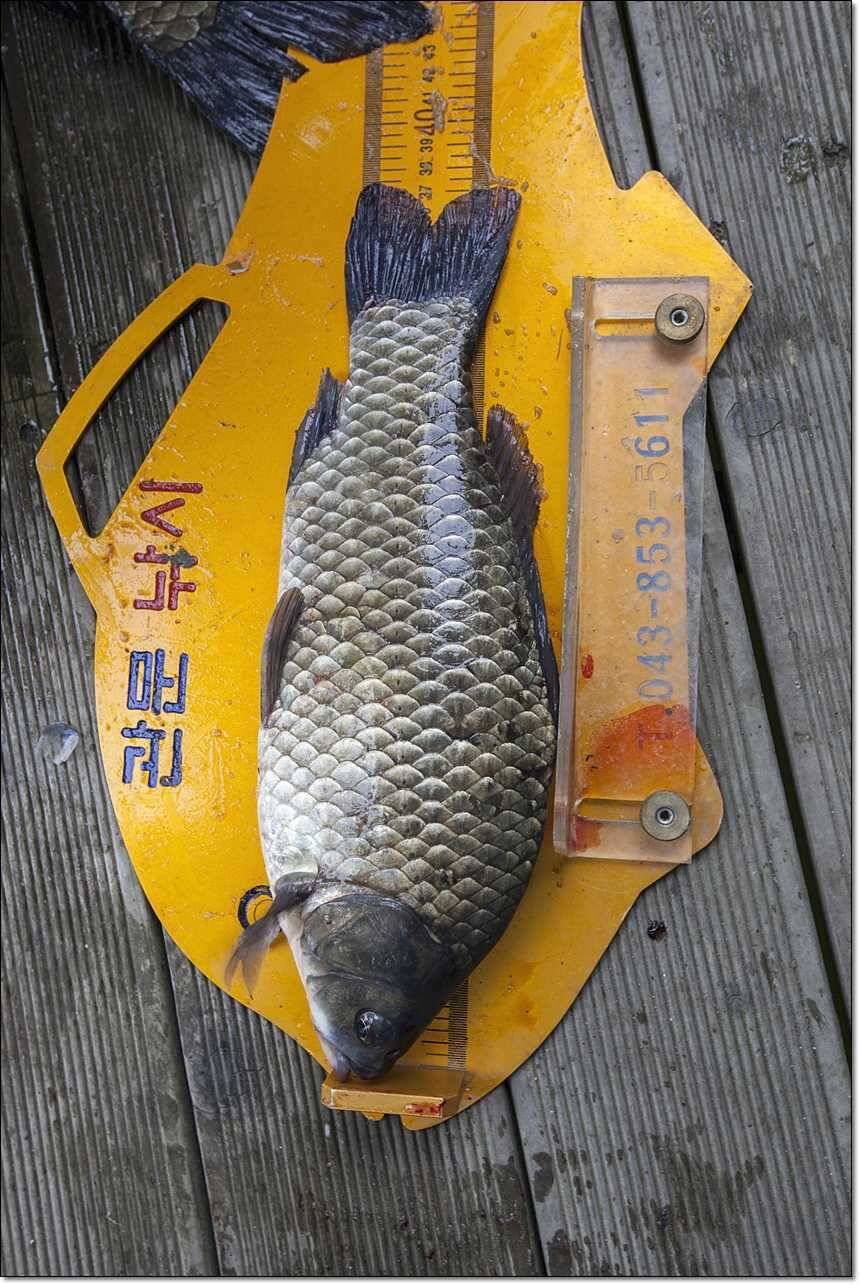 신매 435cm37cm병호 월척 대박 (조황조행기 - 특파원조황)