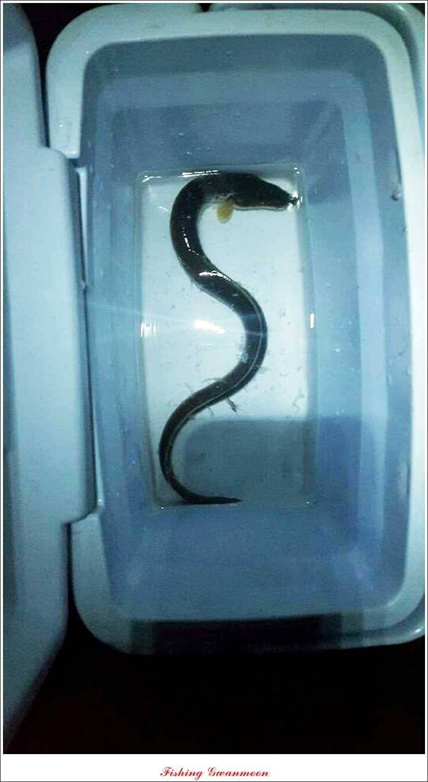 문골돌감실리곡화곡지 조황 (조황조행기 - 특파원조황)