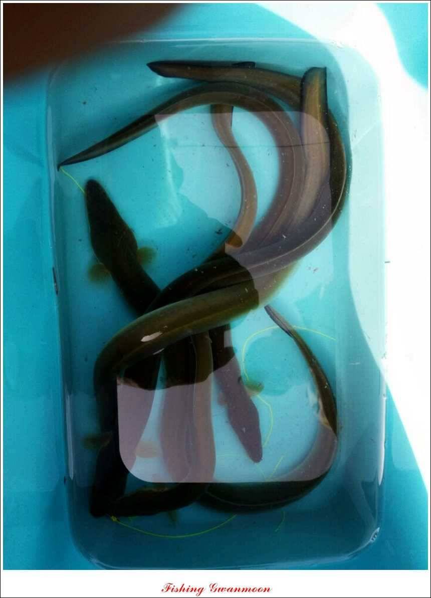 늘푸른 키로장어한버들실리곡짱가네 조황 소식 (조황조행기 - 특파원조황)