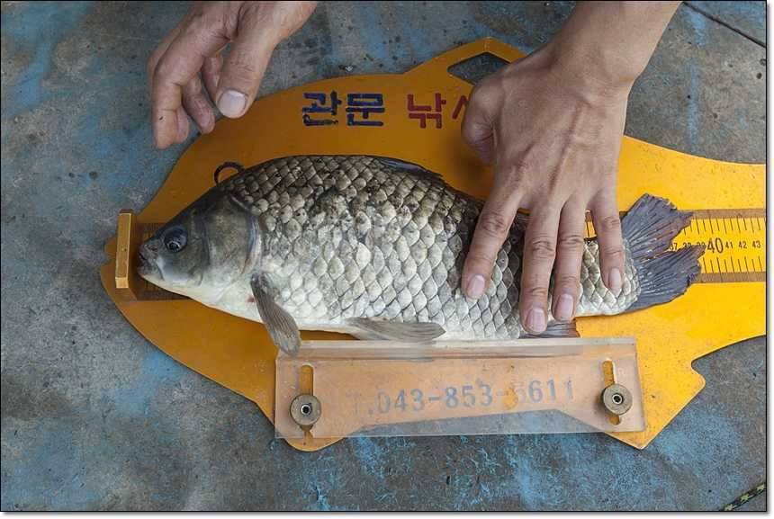 병호 395 cm 대물 (조황조행기 - 특파원조황)