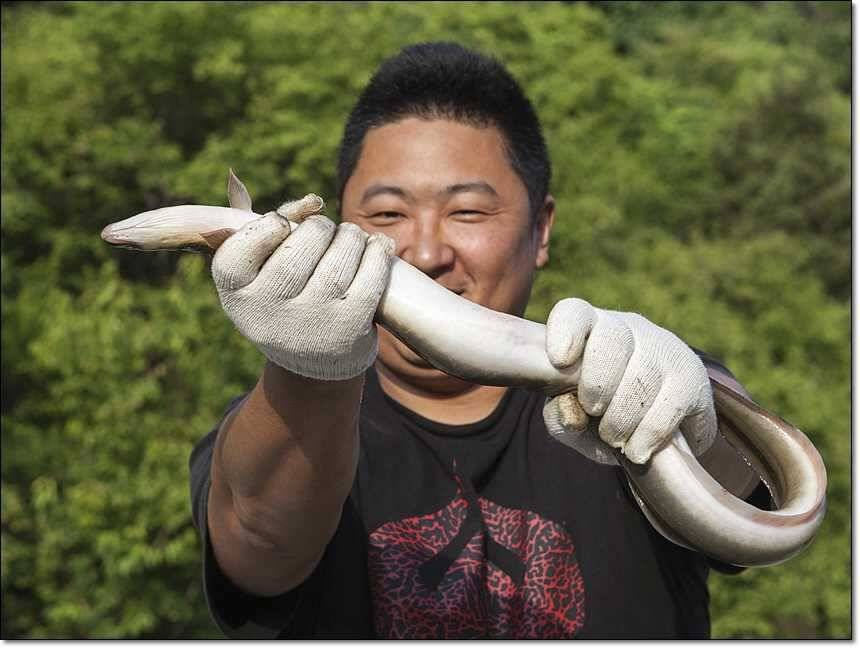 충주호 사짜사짜장어 대물 (조황조행기 - 특파원조황)