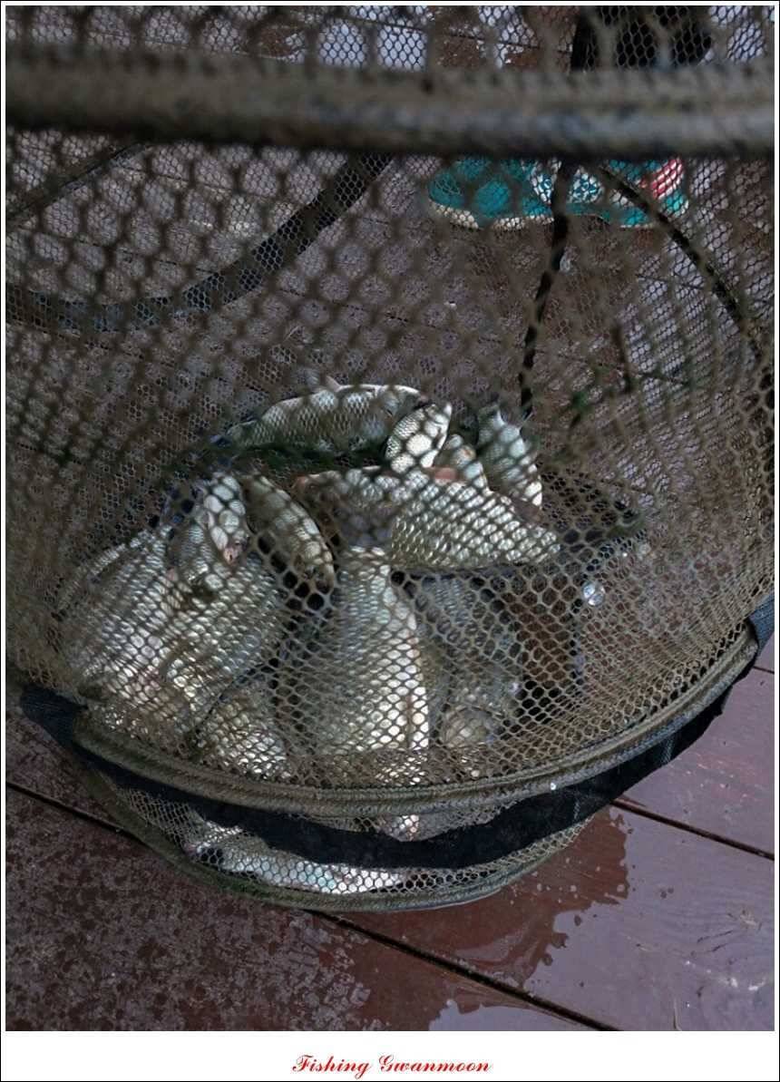 한버들실리곡돌감화곡지 조황 (조황조행기 - 특파원조황)