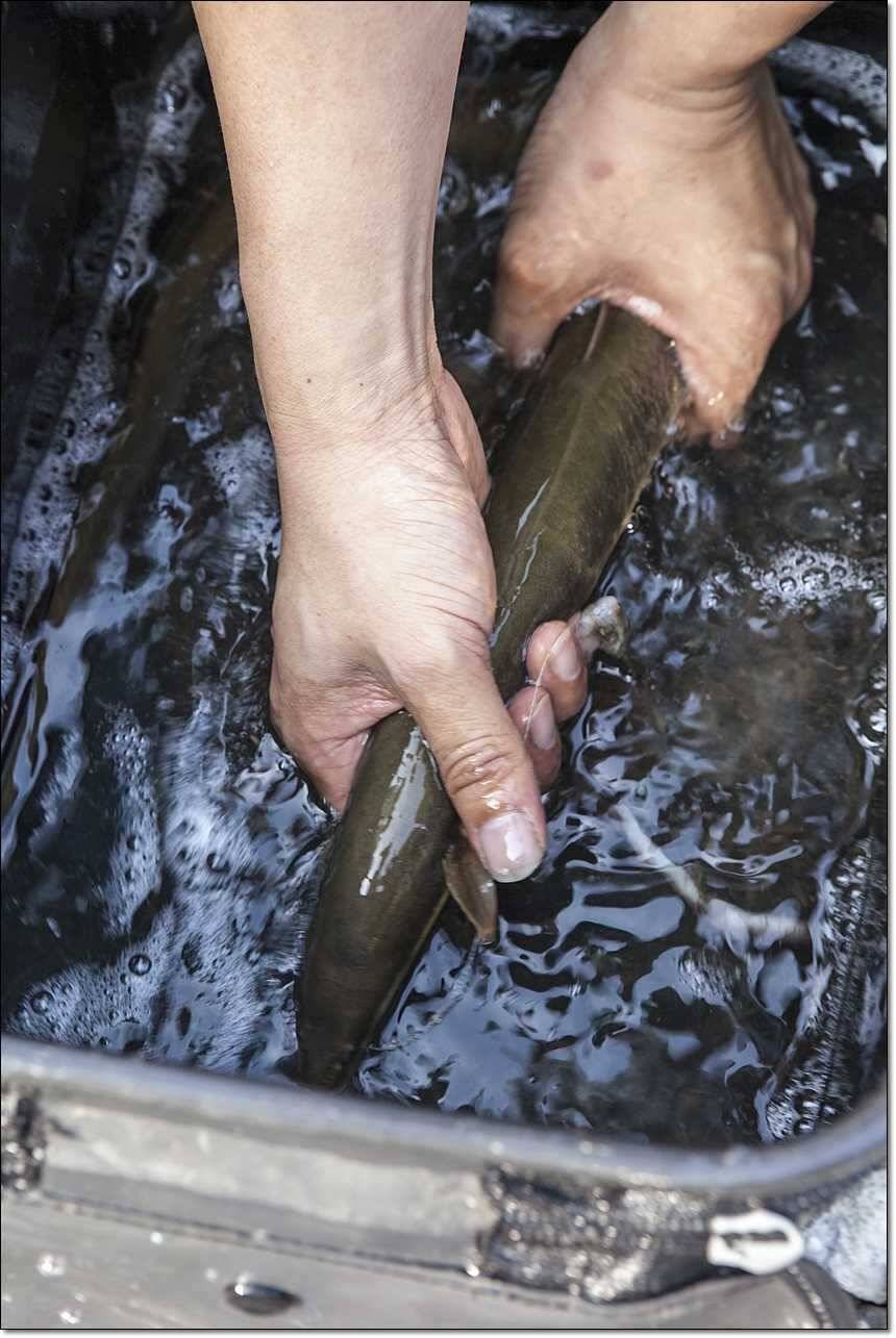 충주호 사짜사짜장어 대물 (조황조행기 - 특파원조황)