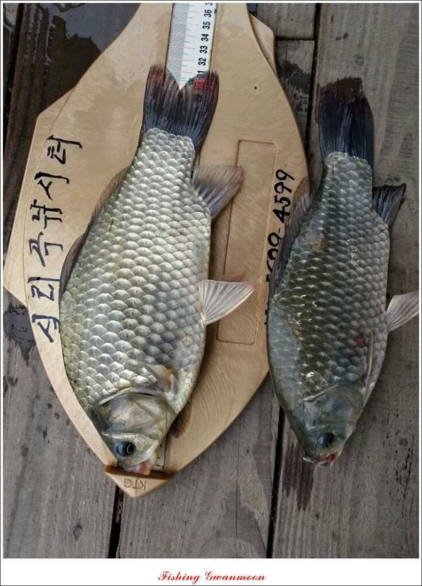 한버들실리곡돌감화곡지 조황 (조황조행기 - 특파원조황)
