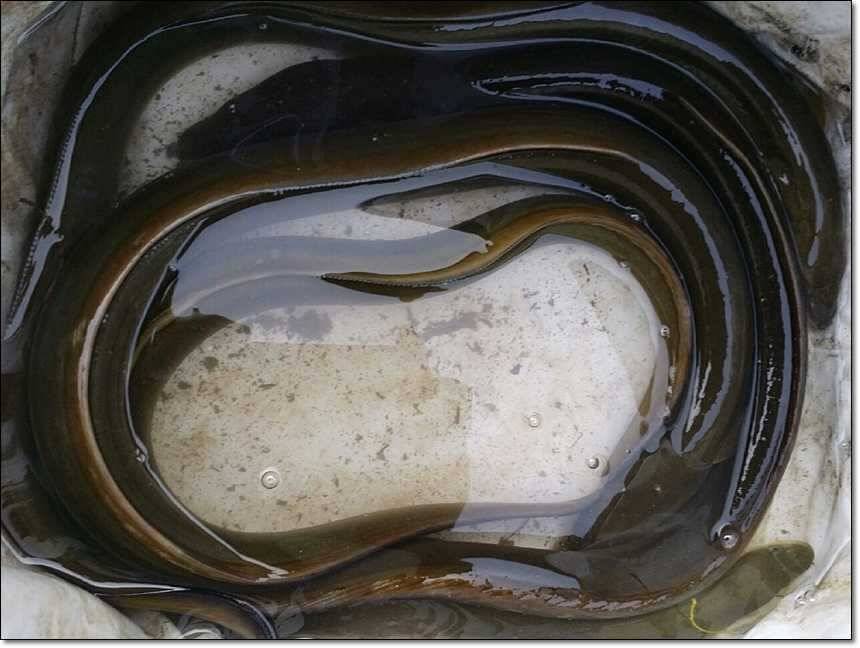 한버들 사짜늘푸른 장어 (조황조행기 - 특파원조황)