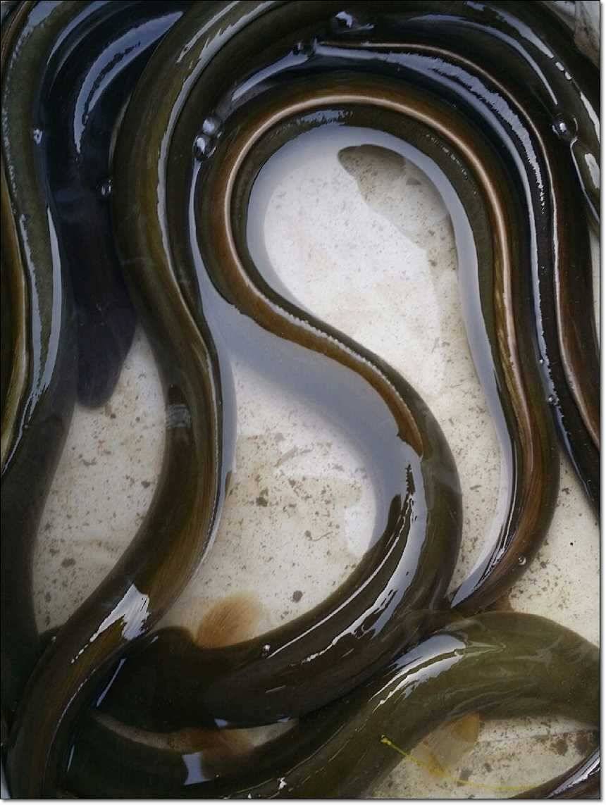 한버들 사짜늘푸른 장어 (조황조행기 - 특파원조황)
