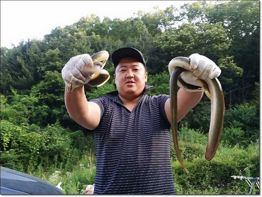 한버들 사짜늘푸른 장어 (조황조행기 - 특파원조황)