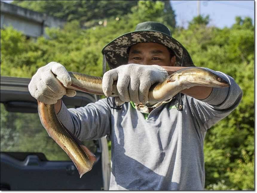 12 키로 장어솥뚜껑 자라 (조황조행기 - 특파원조황)