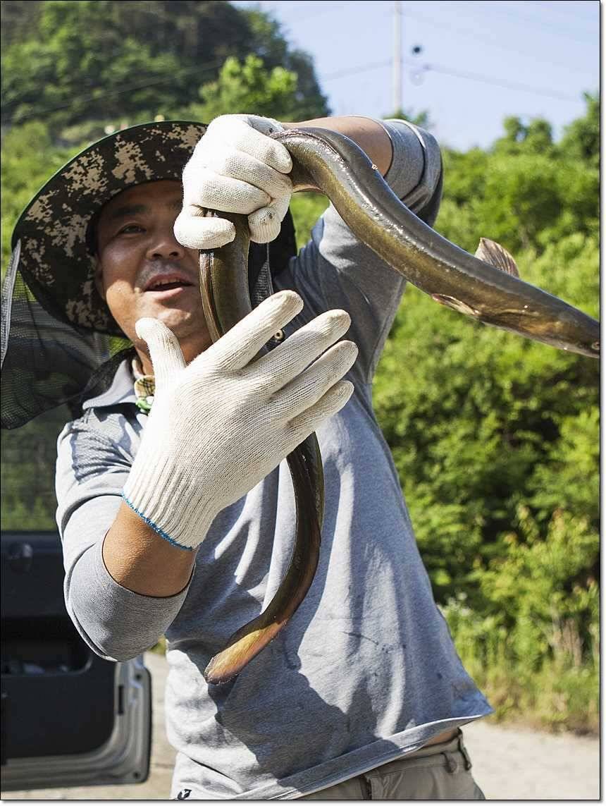 12 키로 장어솥뚜껑 자라 (조황조행기 - 특파원조황)