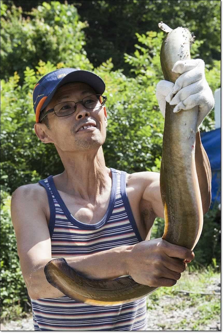늘푸른 대물장어한버들 사짜칠성지 사짜소류지 사짜 (조황조행기 - 특파원조황)