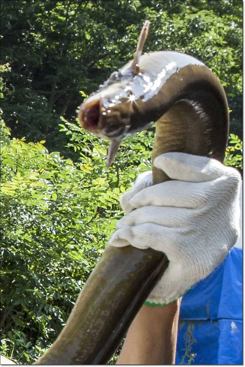 늘푸른 대물장어한버들 사짜칠성지 사짜소류지 사짜 (조황조행기 - 특파원조황)