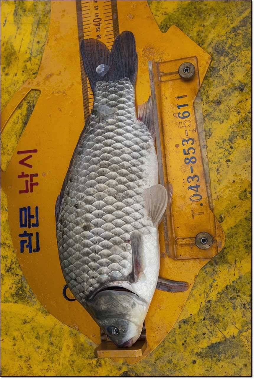 신매 435cm37cm병호 월척 대박 (조황조행기 - 특파원조황)
