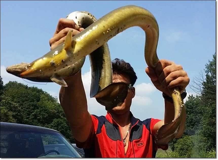 늘푸른 장어한버들 월척 (조황조행기 - 특파원조황)