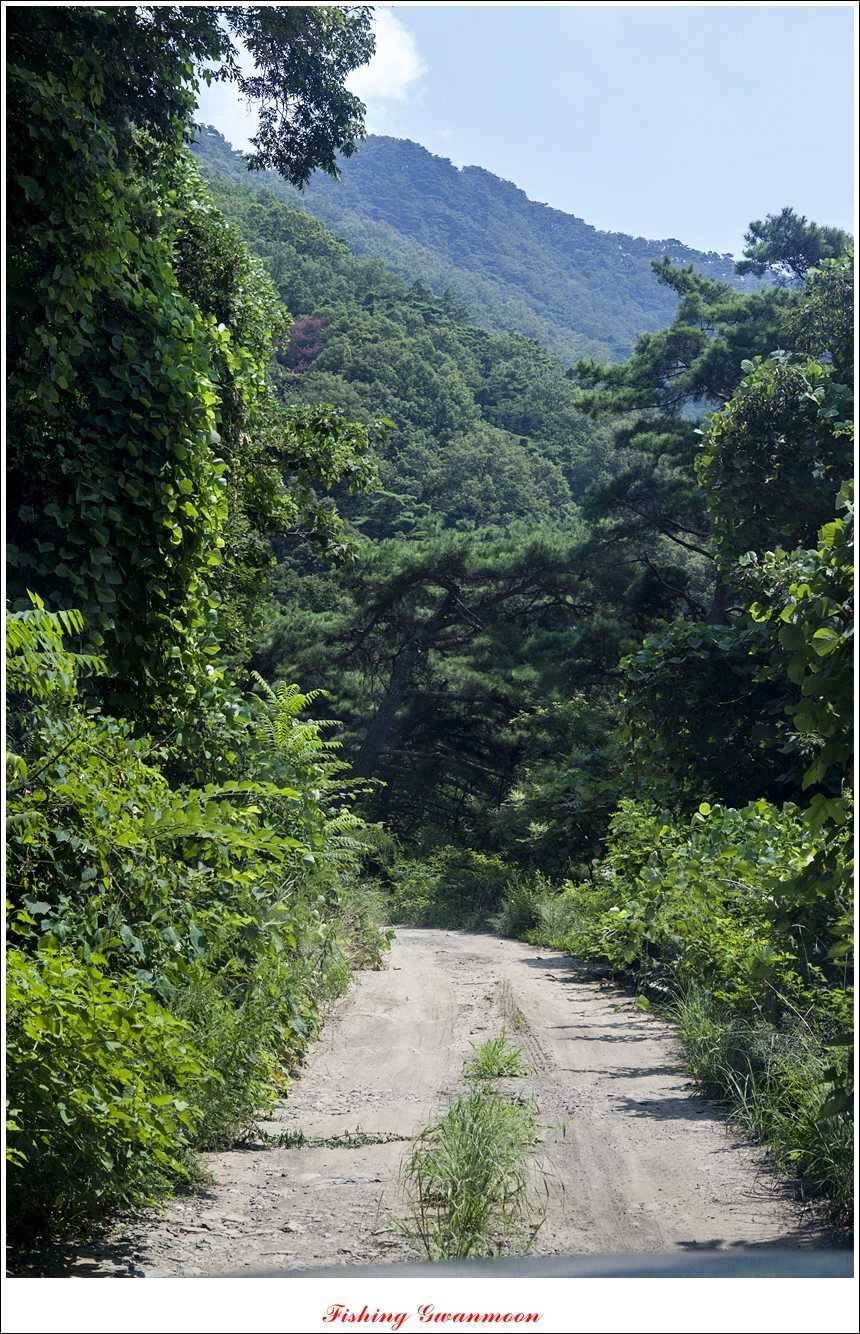 한버들실리곡 월척노지 마릿수 조황 (조황조행기 - 특파원조황)