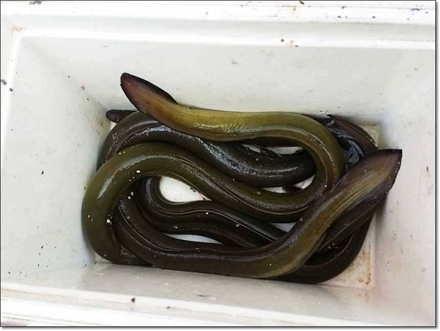 늘푸른 장어한버들 월척 (조황조행기 - 특파원조황)
