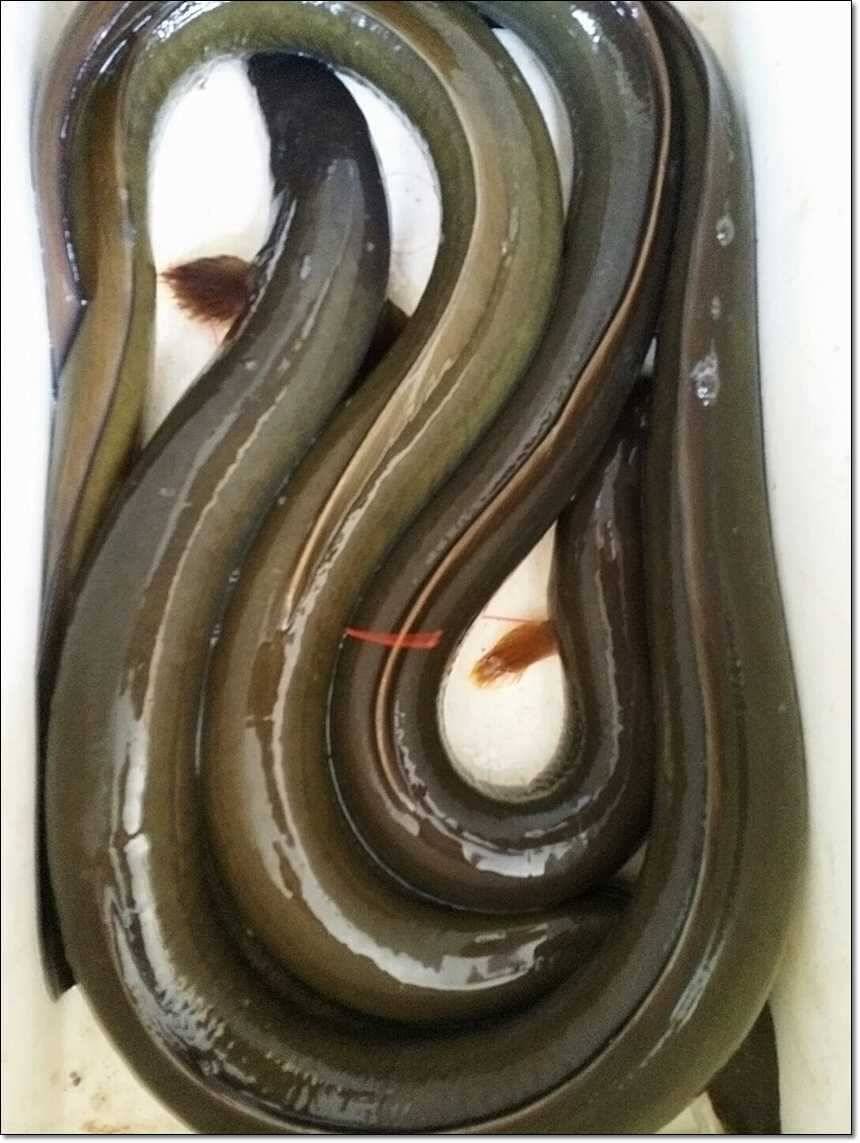 늘푸른 장어한버들 월척 (조황조행기 - 특파원조황)