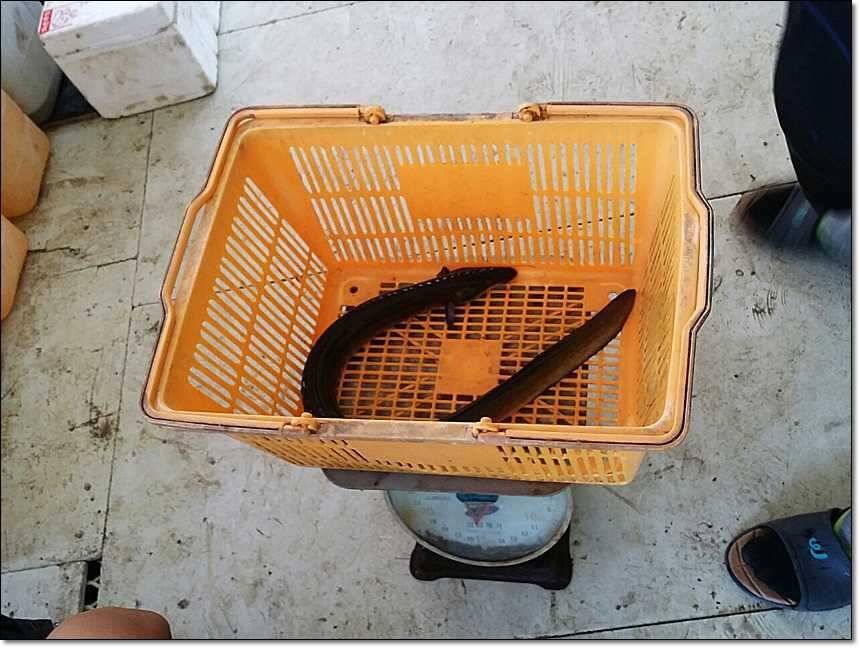 늘푸른 장어한버들 월척 (조황조행기 - 특파원조황)