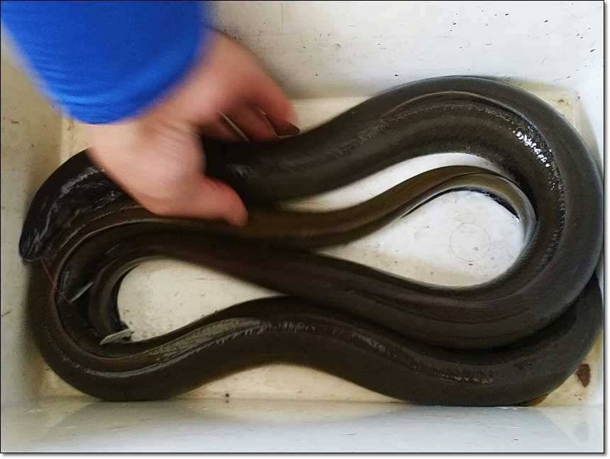 늘푸른 장어한버들 월척 (조황조행기 - 특파원조황)