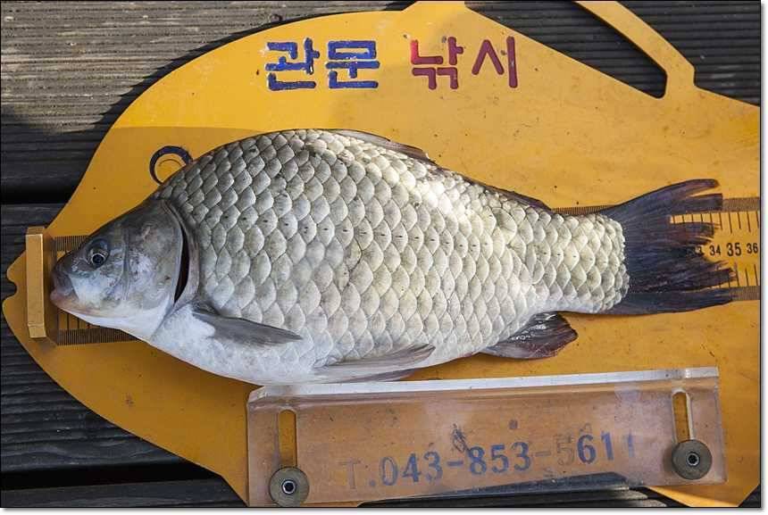신매 월척병호 월척돌감 월척 (조황조행기 - 특파원조황)