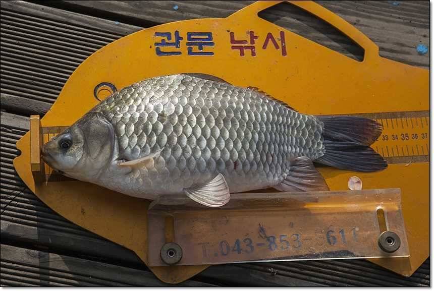 신매 월척병호 월척돌감 월척 (조황조행기 - 특파원조황)