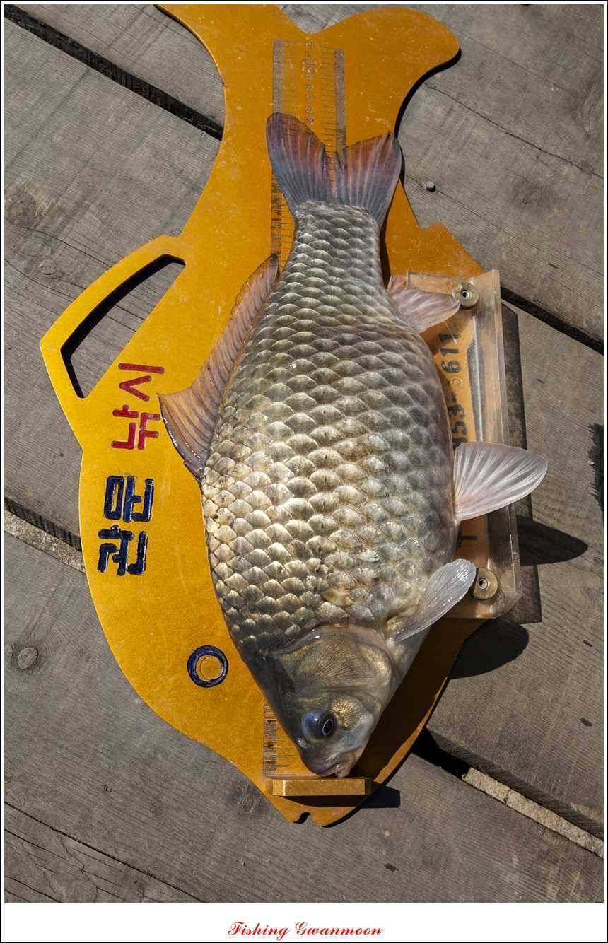대류 한버들 455 cm늘푸른 장어솔 월척 (조황조행기 - 특파원조황)