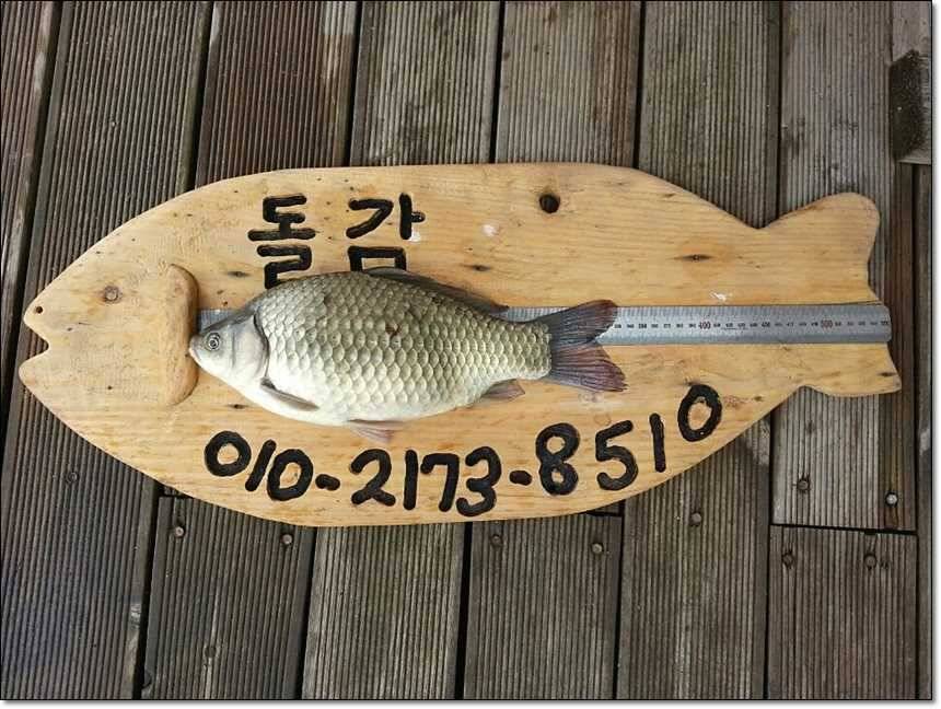 신매 월척병호 월척돌감 월척 (조황조행기 - 특파원조황)