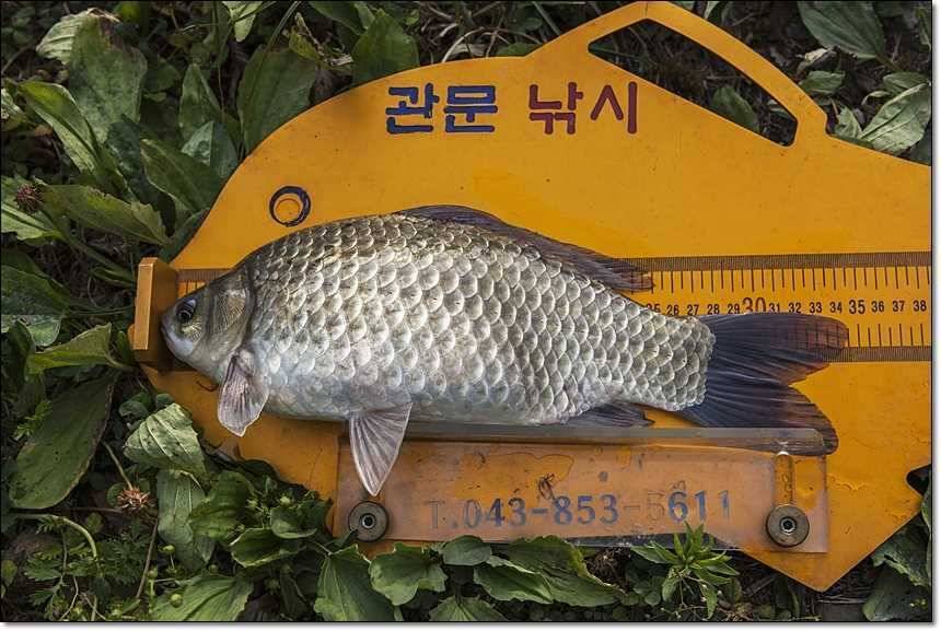 충주호 월척장어 (조황조행기 - 특파원조황)