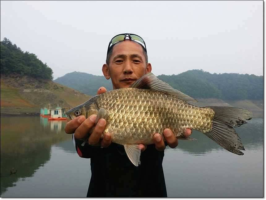 충주호 월척장어 (조황조행기 - 특파원조황)