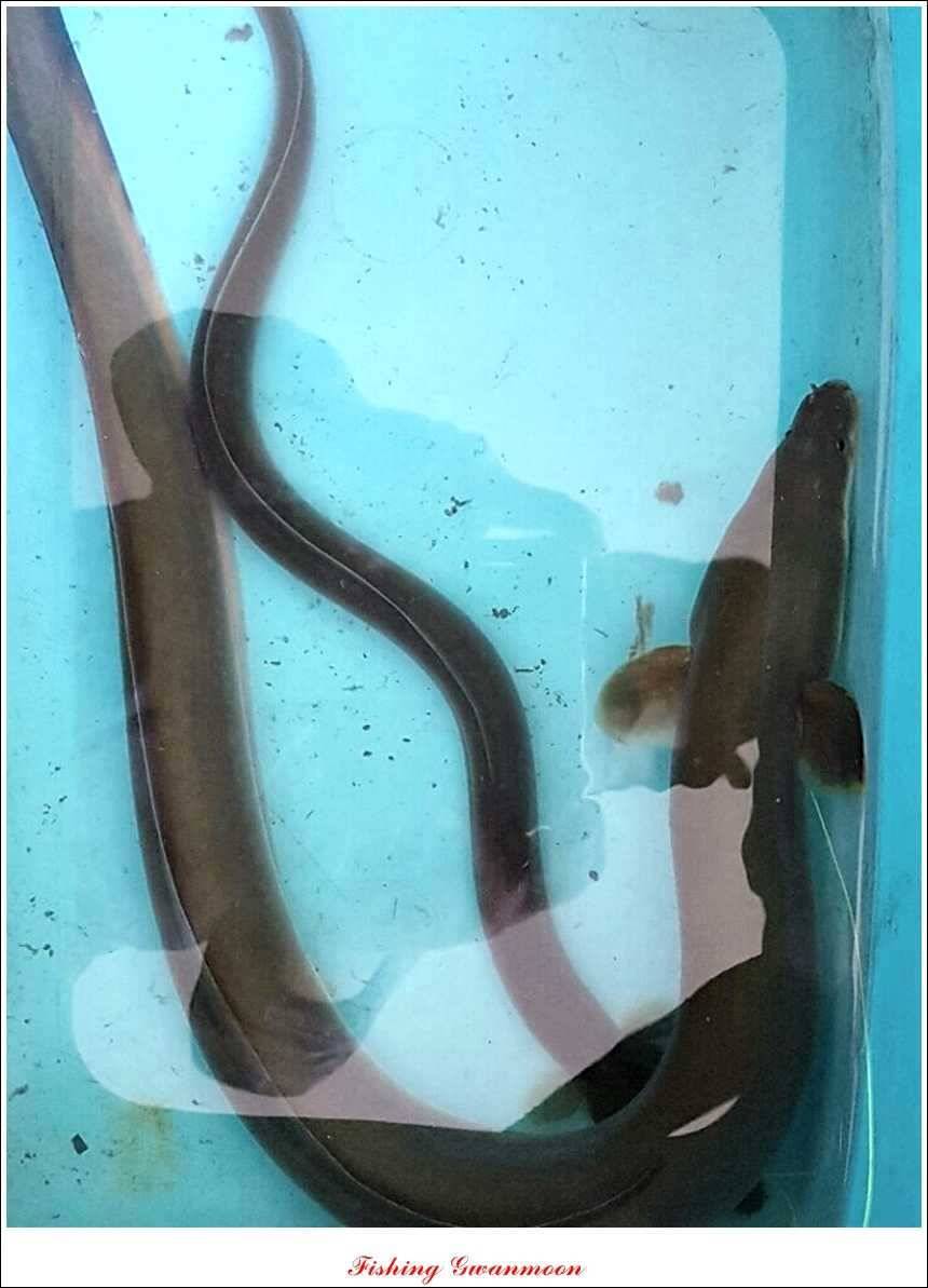 대류 한버들 455 cm늘푸른 장어솔 월척 (조황조행기 - 특파원조황)