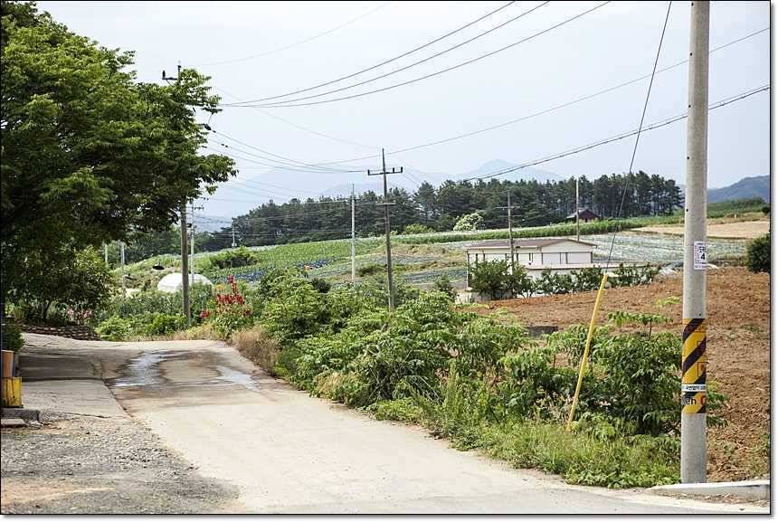 대류 한버들 사짜 대물 (조황조행기 - 특파원조황)