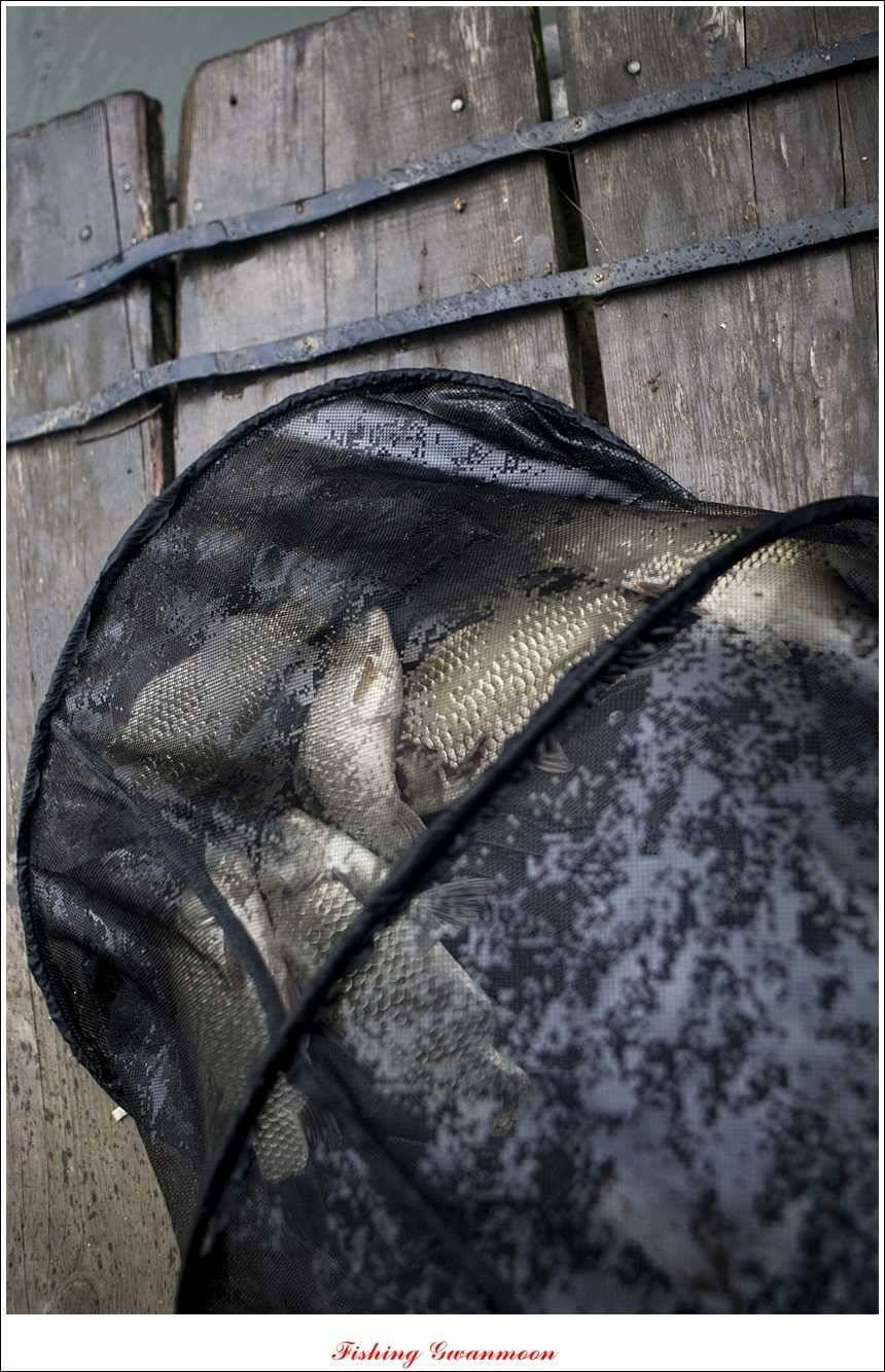 한버들 월척 및 마릿수실리곡 월척충주호 노지 월척 (조황조행기 - 특파원조황)