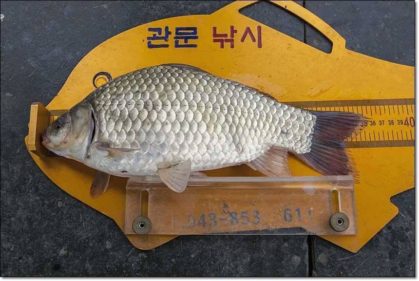 신매 월척병호 월척돌감 월척 (조황조행기 - 특파원조황)