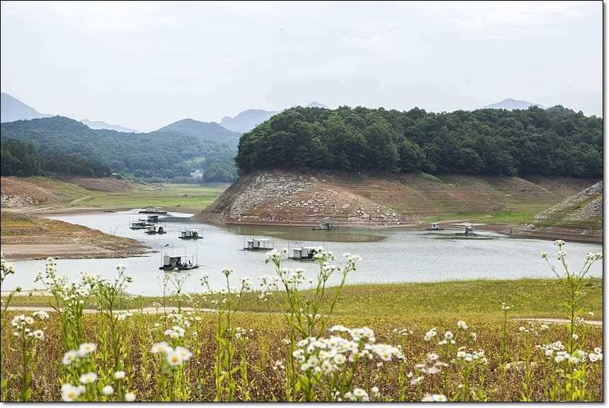 대류 한버들 사짜 대물 (조황조행기 - 특파원조황)