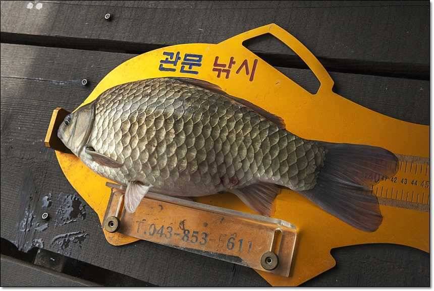 대류 한버들 사짜 대물 (조황조행기 - 특파원조황)