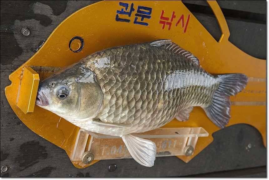 대류 한버들 사짜 대물 (조황조행기 - 특파원조황)