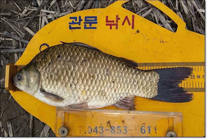 충주호 월척장어 (조황조행기 - 특파원조황)