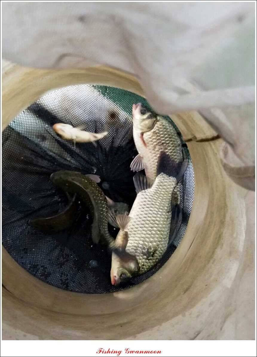 한버들돌감실리곡 조황 (조황조행기 - 특파원조황)
