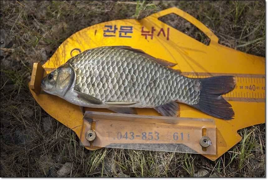 병호한버들충도지 월척 (조황조행기 - 특파원조황)